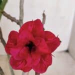 Planta Dobrada 3382 – 30cm – 02 anos