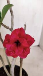 Planta Dobrada 3382 – 30cm – 02 anos