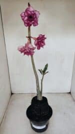 Planta Dobrada 3383 – 40cm – 03 anos - Imagem 8