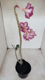 Planta Dobrada 3383 – 40cm – 03 anos - Imagem 2