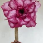 Planta Dobrada 3383 – 40cm – 03 anos