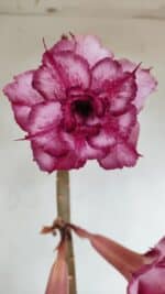 Planta Dobrada 3383 – 40cm – 03 anos