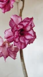 Planta Dobrada 3383 – 40cm – 03 anos - Imagem 4