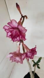 Planta Dobrada 3383 – 40cm – 03 anos - Imagem 5