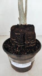 Planta Dobrada 3383 – 40cm – 03 anos - Imagem 6