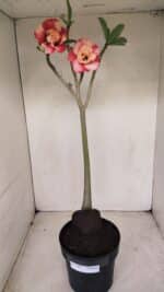 Planta Dobrada 3384 – 50cm – 04 anos - Imagem 2