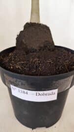 Planta Dobrada 3384 – 50cm – 04 anos - Imagem 9