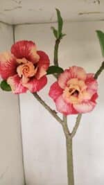 Planta Dobrada 3384 – 50cm – 04 anos - Imagem 8