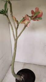 Planta Dobrada 3384 – 50cm – 04 anos - Imagem 6