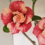 Planta Dobrada 3384 – 50cm – 04 anos