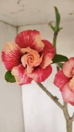 Planta Dobrada 3384 – 50cm – 04 anos