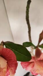 Planta Dobrada 3384 – 50cm – 04 anos - Imagem 5