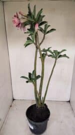 Planta Dobrada 3385 – 40cm – 03 anos - Imagem 7