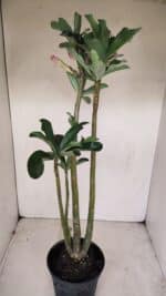 Planta Dobrada 3385 – 40cm – 03 anos - Imagem 6
