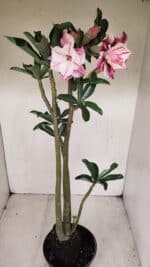 Planta Dobrada 3385 – 40cm – 03 anos - Imagem 5