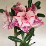 Planta Dobrada 3385 – 40cm – 03 anos