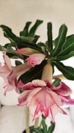 Planta Dobrada 3385 – 40cm – 03 anos - Imagem 4