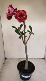 Planta Dobrada 3386 – 35cm – 03 anos - Imagem 2