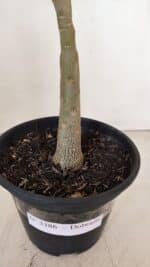 Planta Dobrada 3386 – 35cm – 03 anos - Imagem 6