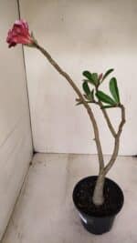 Planta Dobrada 3386 – 35cm – 03 anos - Imagem 5