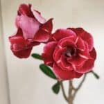 Planta Dobrada 3386 – 35cm – 03 anos