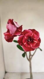 Planta Dobrada 3386 – 35cm – 03 anos