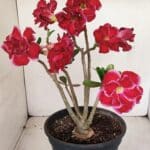 Planta Dobrada 3387 – 35cm – 03 anos