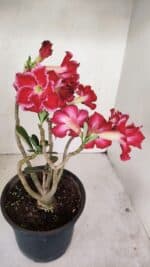 Planta Dobrada 3387 – 35cm – 03 anos - Imagem 6