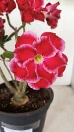Planta Dobrada 3387 – 35cm – 03 anos - Imagem 3
