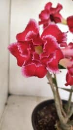 Planta Dobrada 3387 – 35cm – 03 anos - Imagem 4