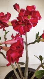 Planta Dobrada 3387 – 35cm – 03 anos - Imagem 7