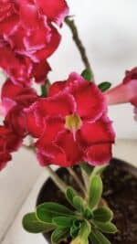 Planta Dobrada 3387 – 35cm – 03 anos - Imagem 11