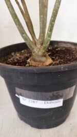 Planta Dobrada 3387 – 35cm – 03 anos - Imagem 10