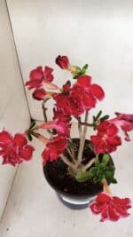 Planta Dobrada 3387 – 35cm – 03 anos - Imagem 5