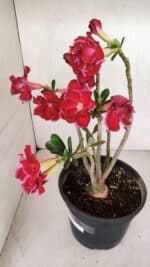 Planta Dobrada 3387 – 35cm – 03 anos - Imagem 9