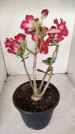 Planta Dobrada 3387 – 35cm – 03 anos - Imagem 8