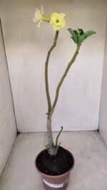 Planta Dobrada 3388 – 35cm – 03 anos - Imagem 2