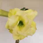 Planta Dobrada 3388 – 35cm – 03 anos