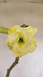 Planta Dobrada 3388 – 35cm – 03 anos