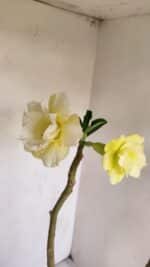 Planta Dobrada 3388 – 35cm – 03 anos - Imagem 4