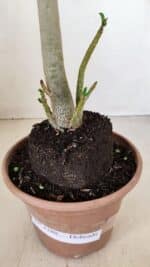 Planta Dobrada 3388 – 35cm – 03 anos - Imagem 6