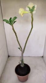 Planta Dobrada 3388 – 35cm – 03 anos - Imagem 5