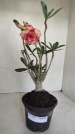 Planta Dobrada 3389 – 30cm – 03 anos - Imagem 2