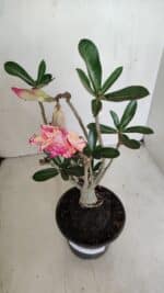 Planta Dobrada 3389 – 30cm – 03 anos - Imagem 4