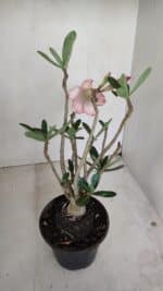 Planta Dobrada 3389 – 30cm – 03 anos - Imagem 5