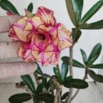 Planta Dobrada 3389 – 30cm – 03 anos