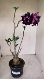 Planta Dobrada 3390 – 35cm – 03 anos - Imagem 2