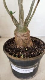 Planta Dobrada 3390 – 35cm – 03 anos - Imagem 7