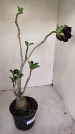 Planta Dobrada 3390 – 35cm – 03 anos - Imagem 6
