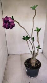 Planta Dobrada 3390 – 35cm – 03 anos - Imagem 5